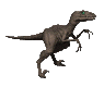 Raptor gif
